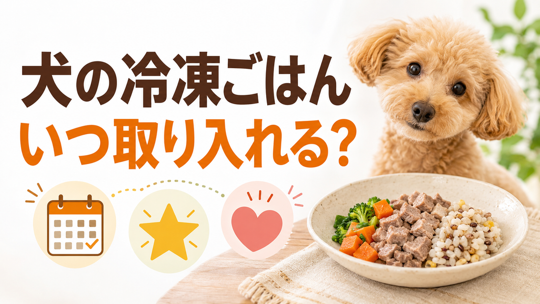 犬の冷凍ごはんはどう取り入れる？毎日・週末・ごほうびで使い分ける考え方