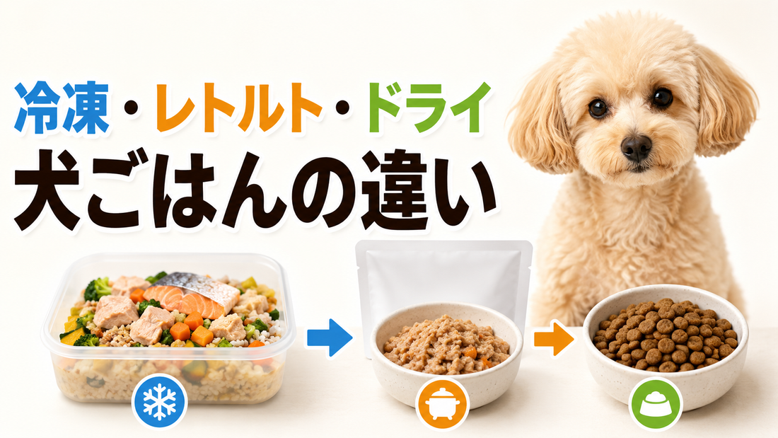 犬のごはんは冷凍・レトルト・ドライでどう違う？通販で選ぶ前に知りたいポイント